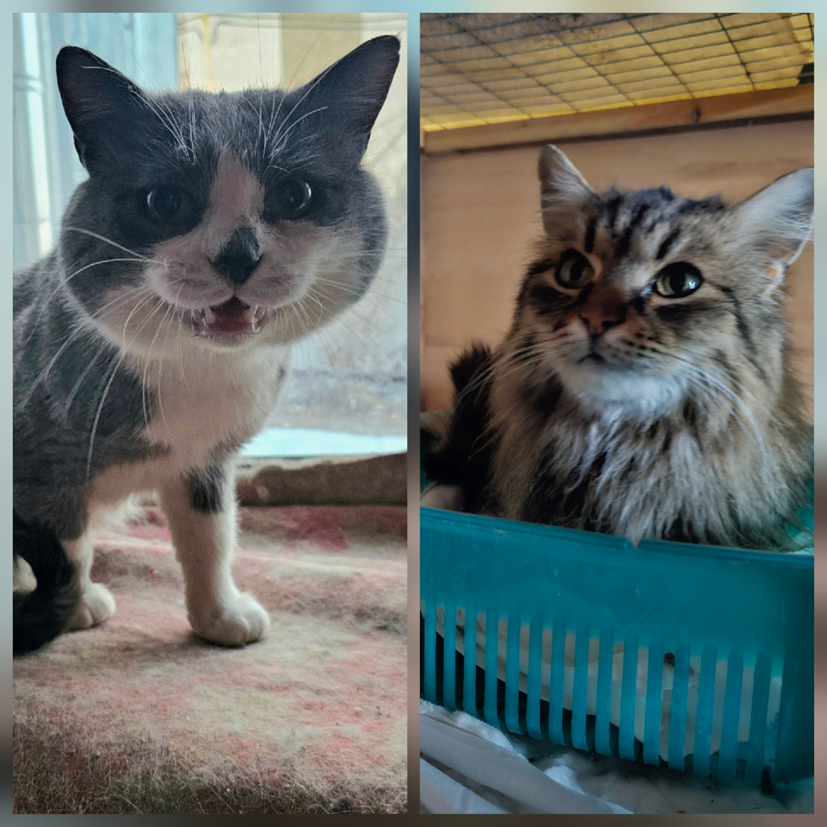 Фото автора. Наши два тюремщика