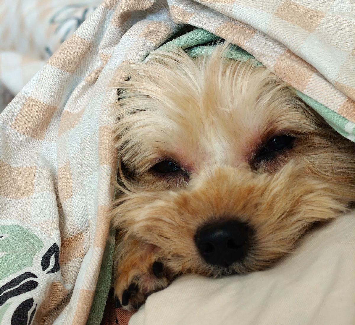 Джессике скоро 11 лет. Уже пожилая