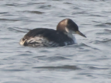 серощёкая поганка