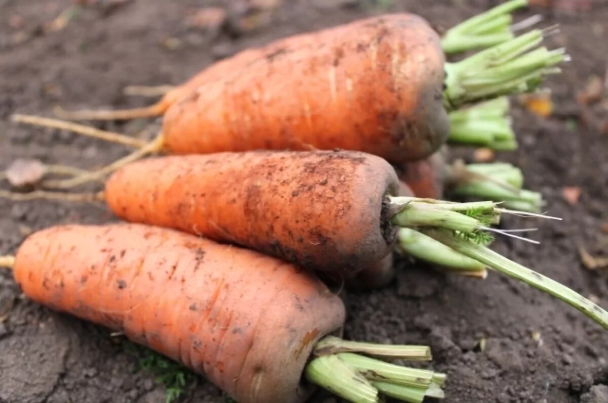    В Мурманской области подорожали морковь, сливочное масло и сахар