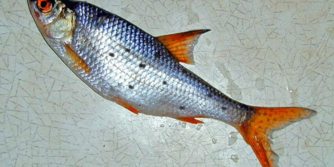 Можно ли есть рыбу с чёрными точками? Что это за паразит и опасен ли он для человека