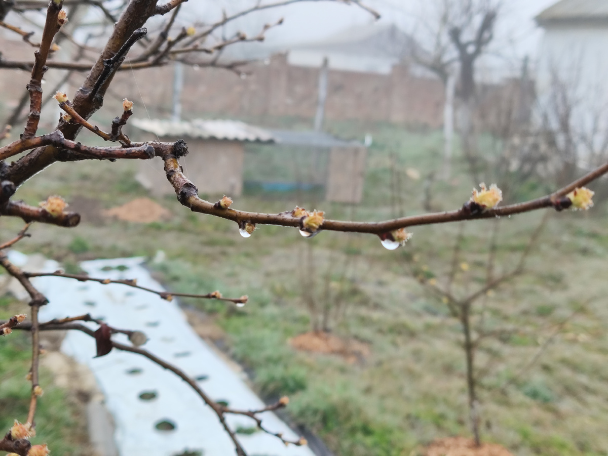 Капельки на айве. И на всех других веточках...