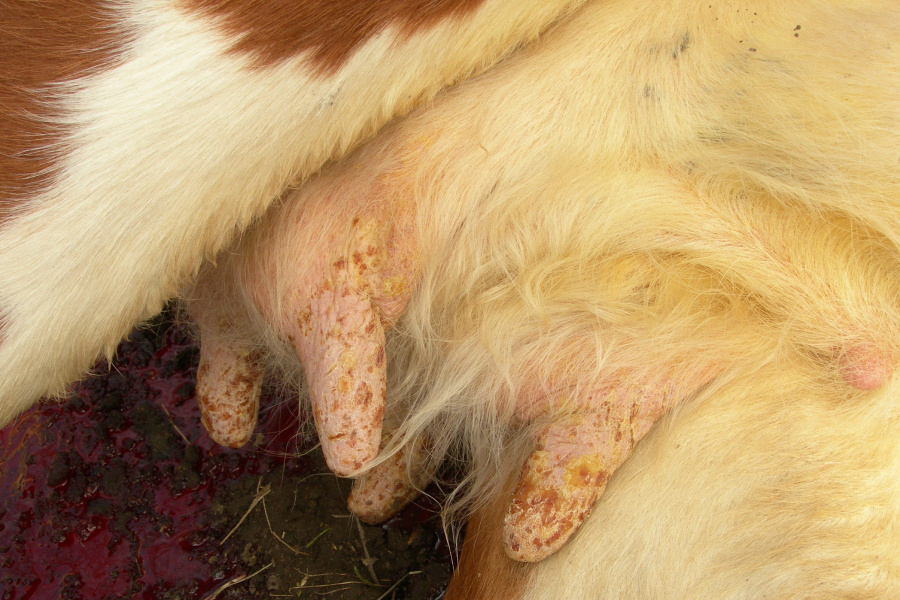 Поражение сосков вымени у коровы, больной ящуром
Фото: dr. Tsv. Alexandrov / wikipedia.org