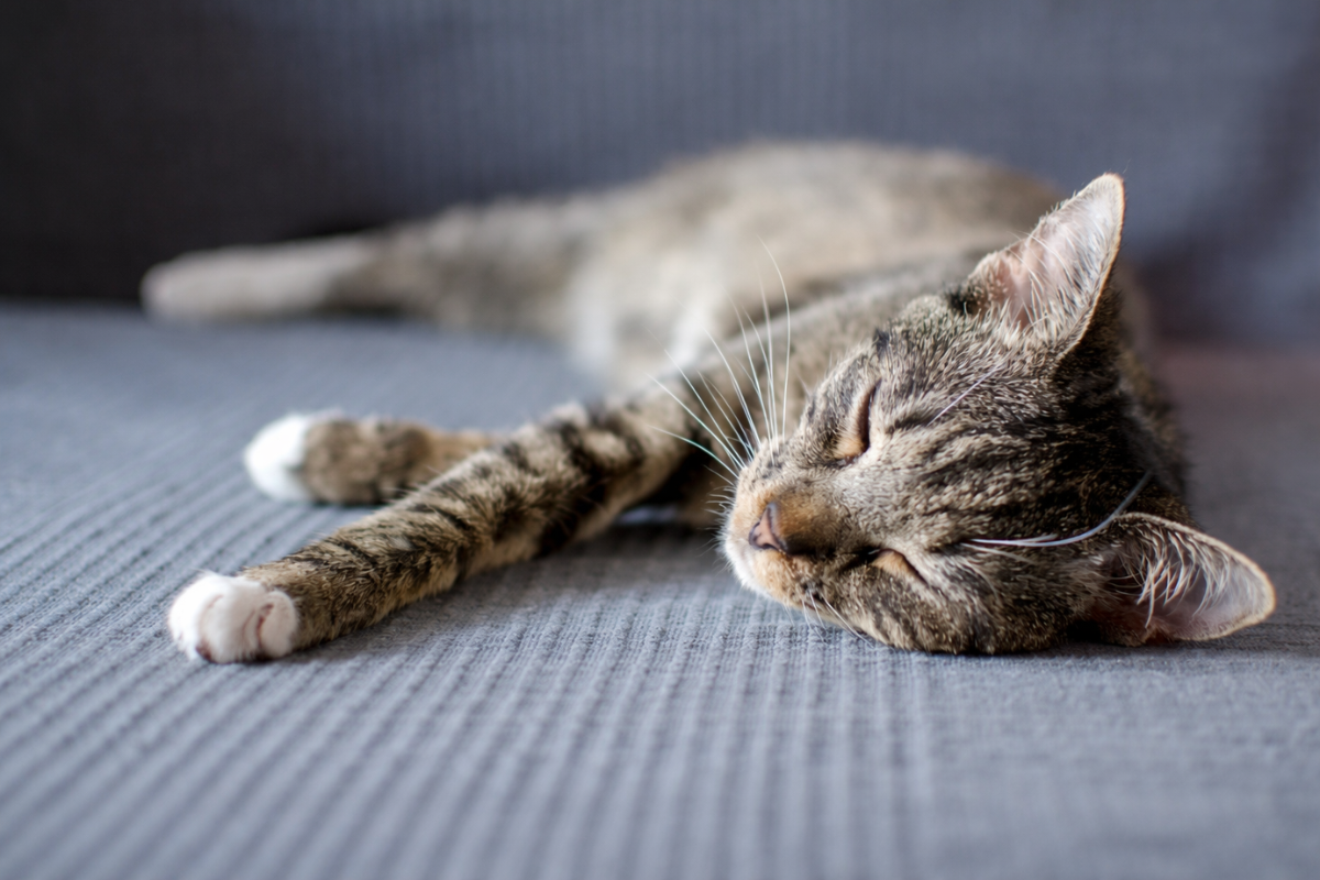 Почему кошка дергается во сне