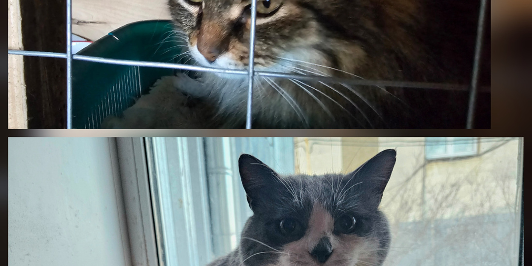 Помогите. Помогите спасти жизнь котиков.