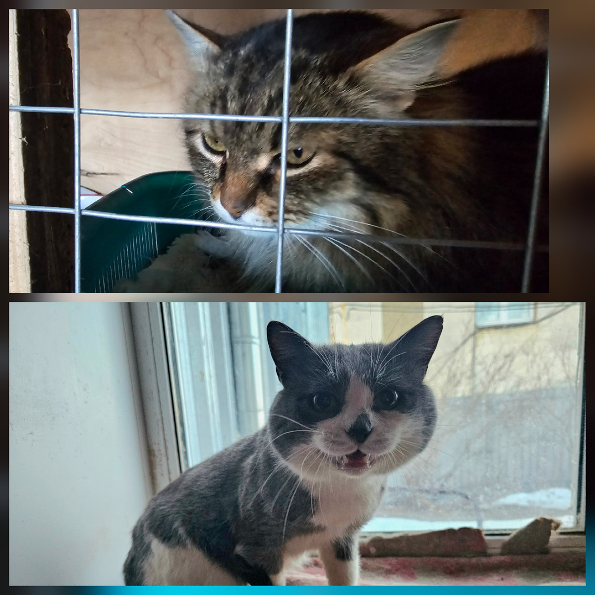 Фото автора. Помогите спасти кошек из тюрьмы.