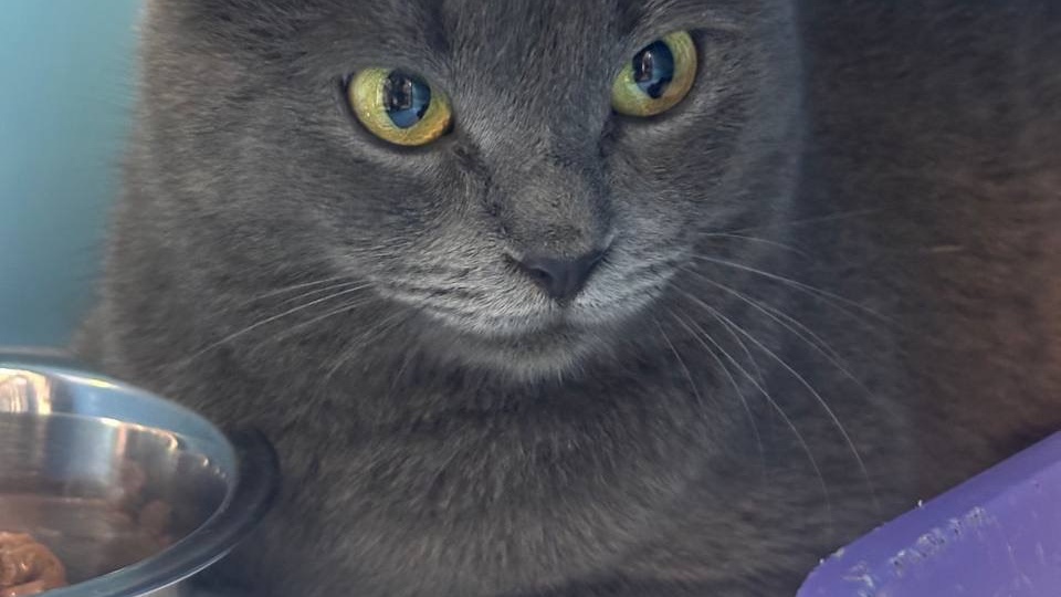 Кошку привлекли вкусные запахи, и она жалобно мяукала из темноты, перебирая озябшими лапками