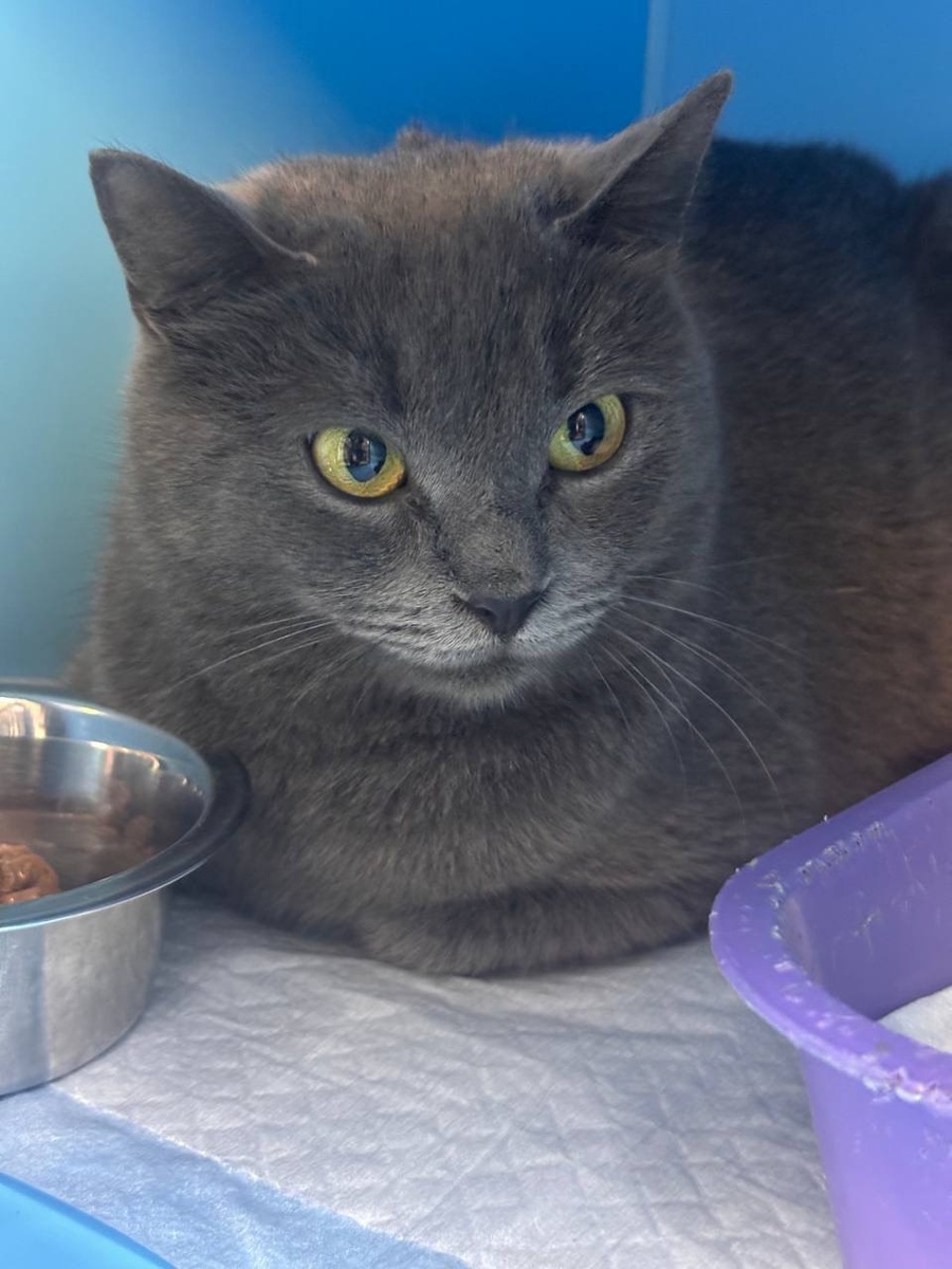 Отличная кошь, ребята, надо брать!