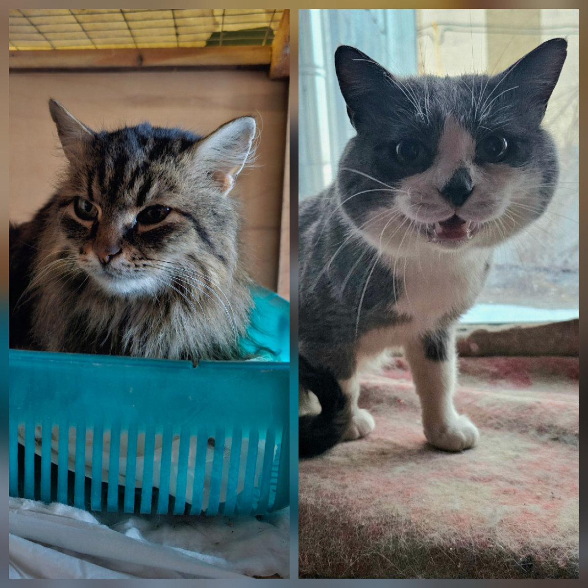 Фото автора. Помогите спасти котиков тюрьмы.