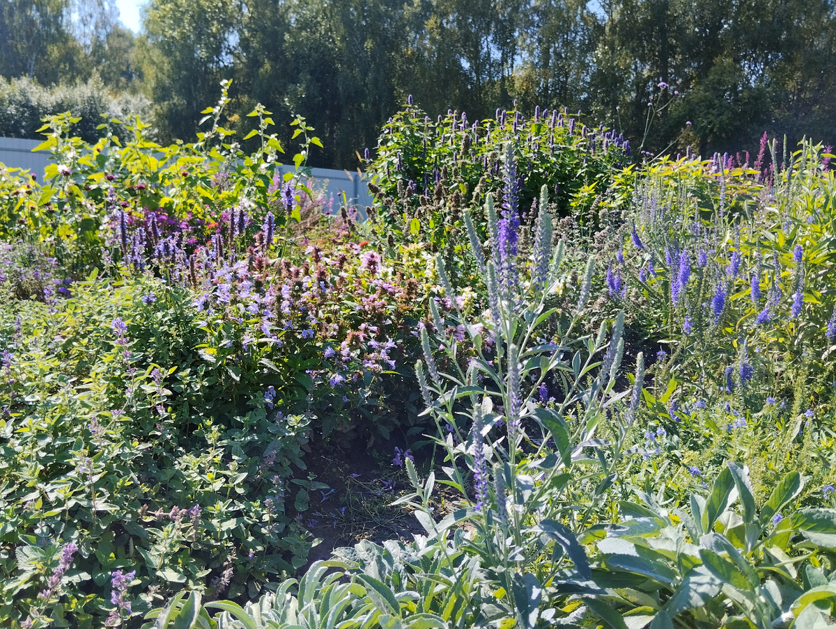 Цветение вероники седой в "школке", лето 2025