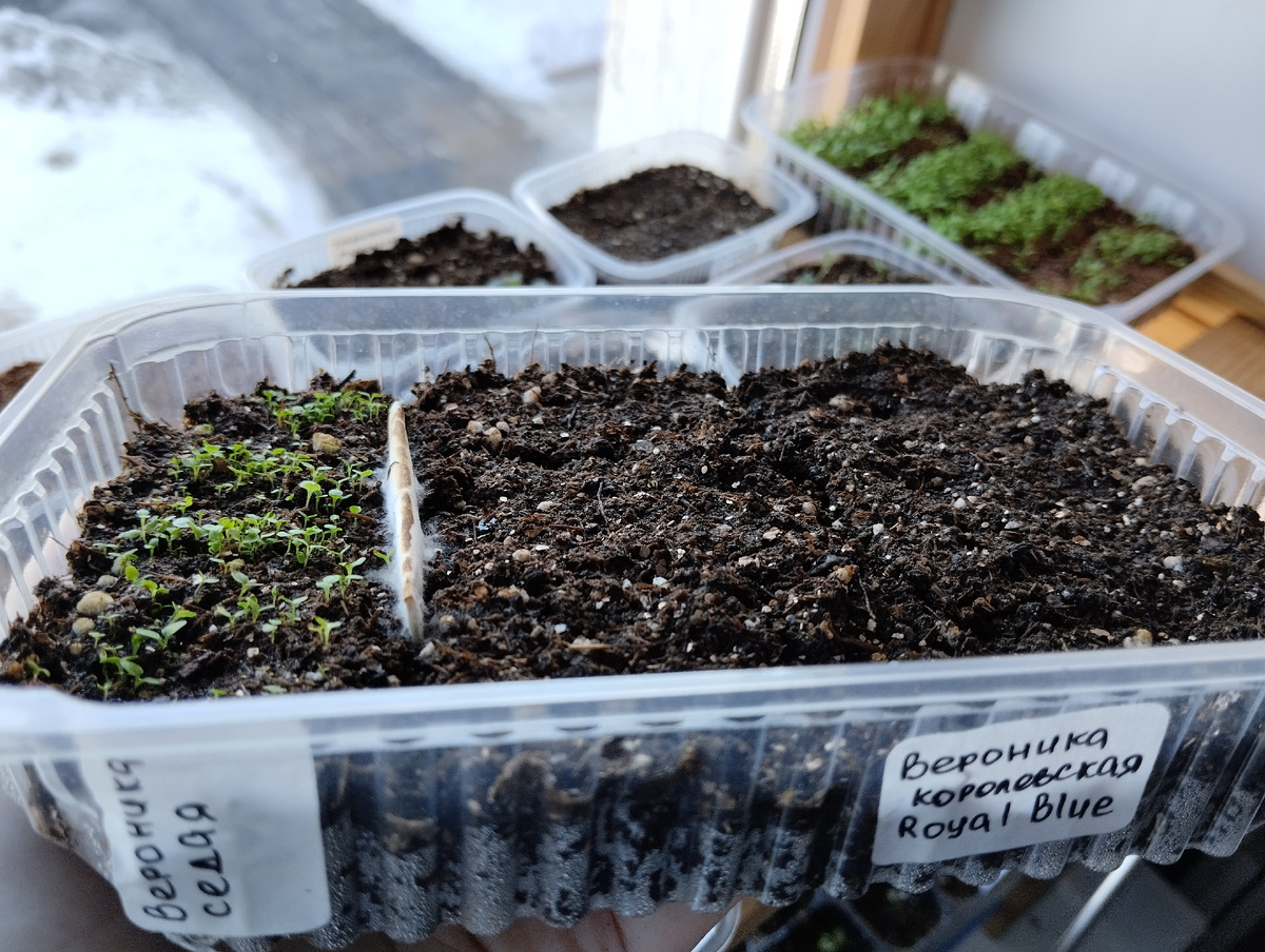 Всходы вероники седой