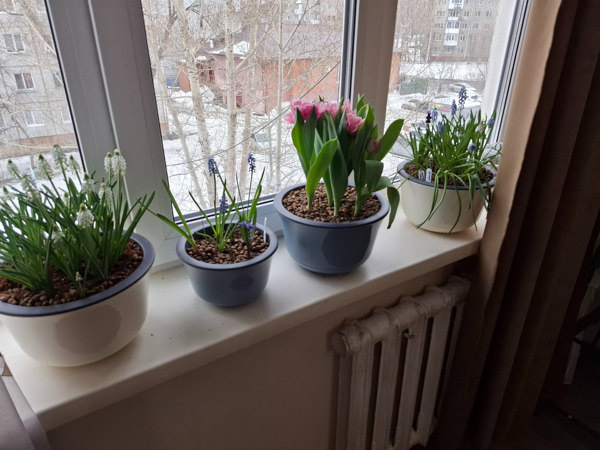 4 кашпо из 6ти. А за окном еще снег!