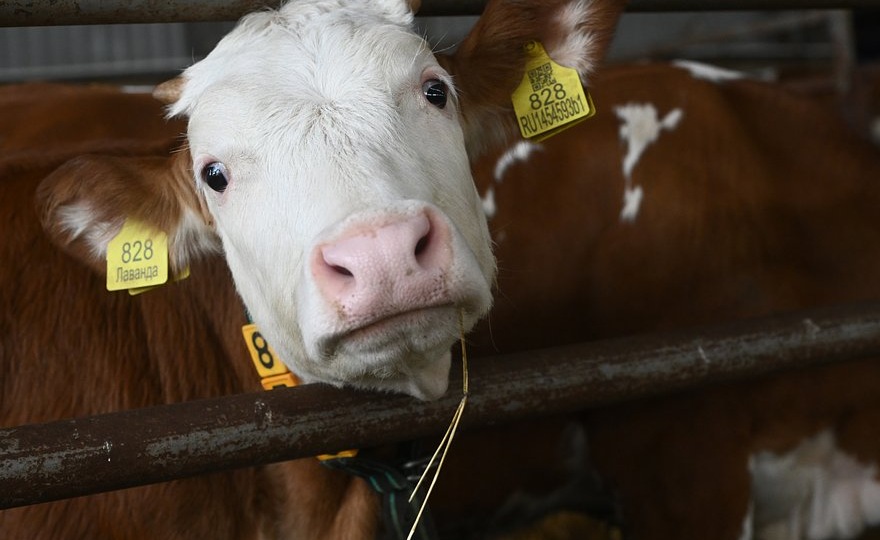 Ущерб фермеров от забоя скота превысил полтора миллиарда рублей