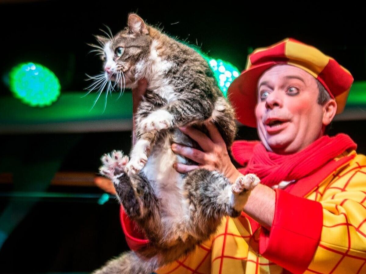    Спасенная из зоны СВО кошка Глуша в спектакле театра Куклачева | © Фото : пресс-служба Департамента культуры города Москвы