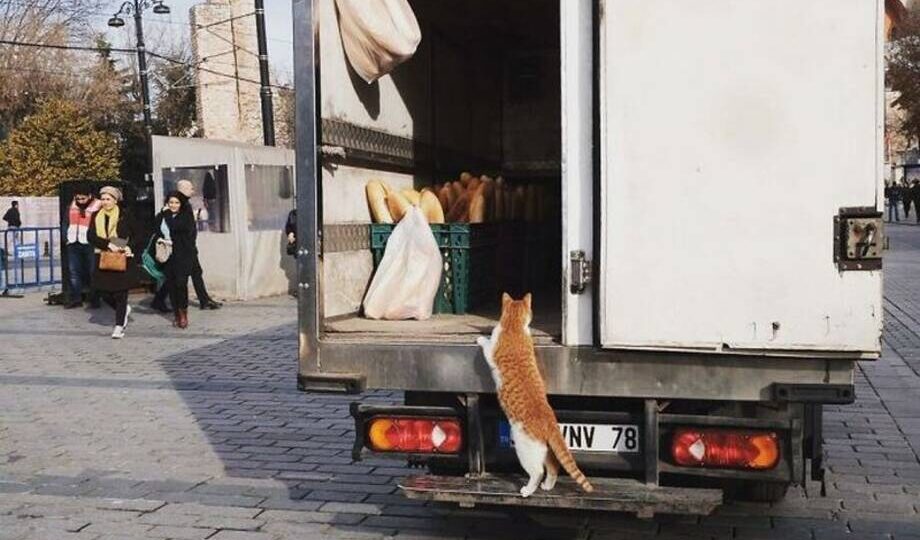 14 снимков от турецкого фотографа, который наблюдает за уличными котами Стамбула