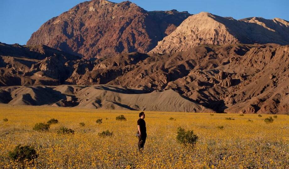 15 кадров чуда в пустыне: Долина Смерти расцвела впервые за два десятилетия