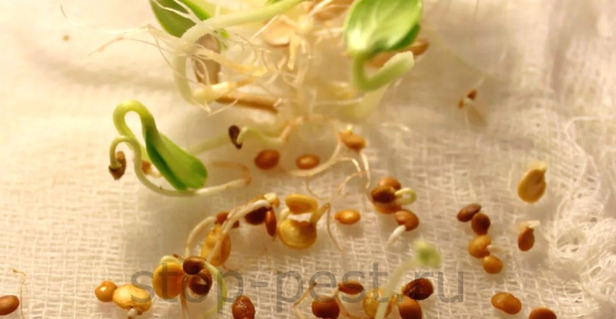 фото сайта https://stop-pest.ru