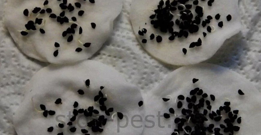 фото сайта https://stop-pest.ru