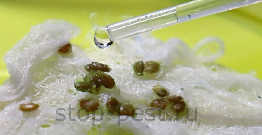 ТОП-5 растворов для замачивания семян перед посевом (…только проверенные практикой)