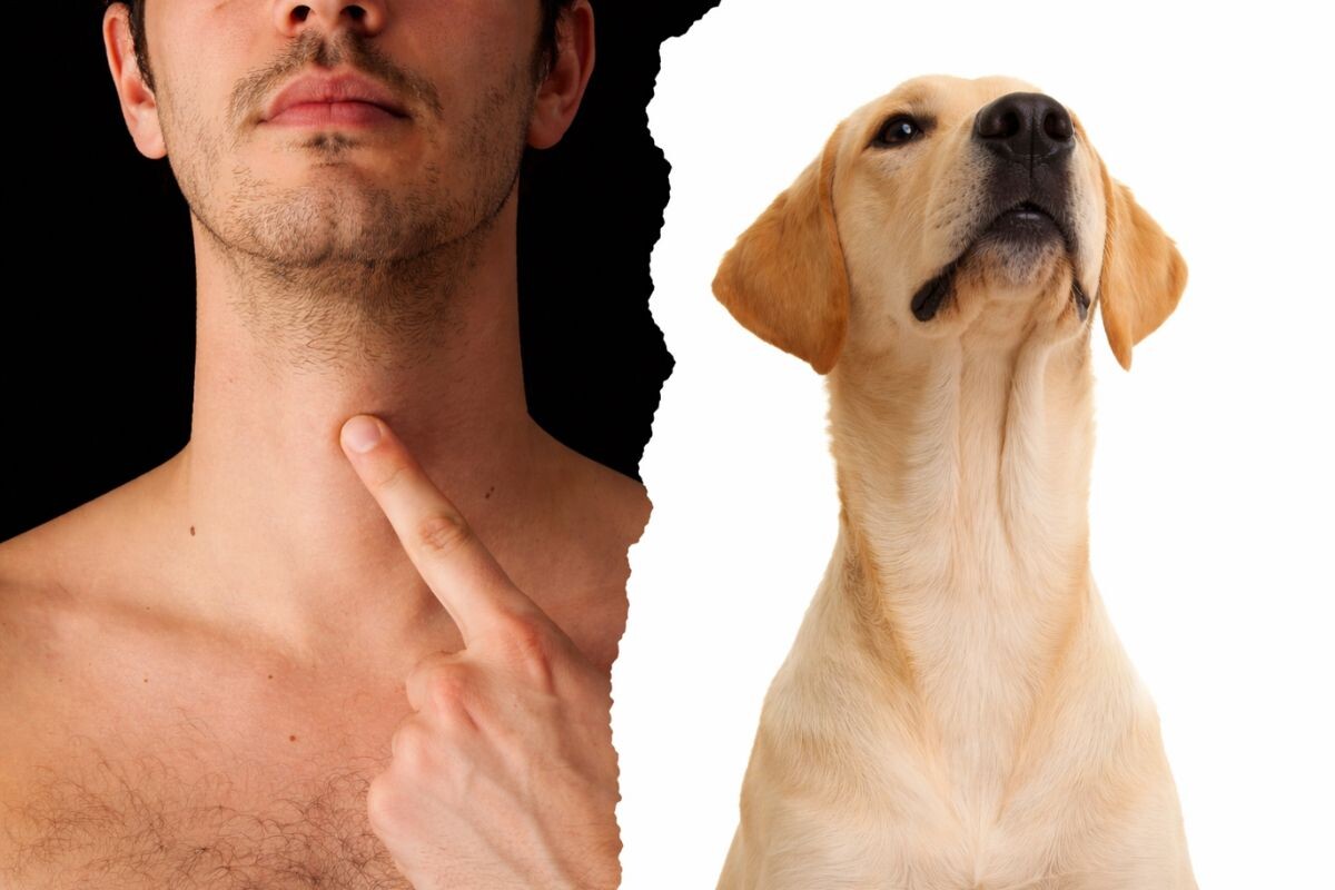 Есть ли у собаки «кадык»