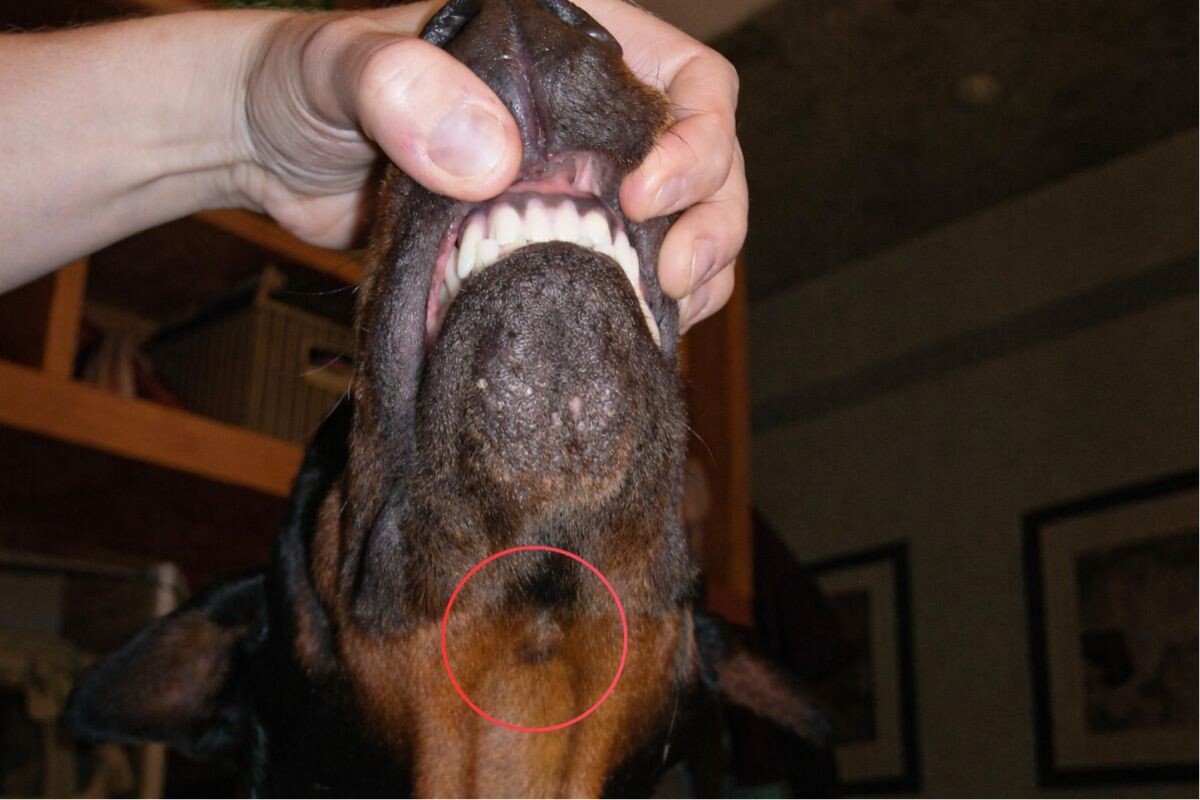 Есть ли у собак адамовое яблоко