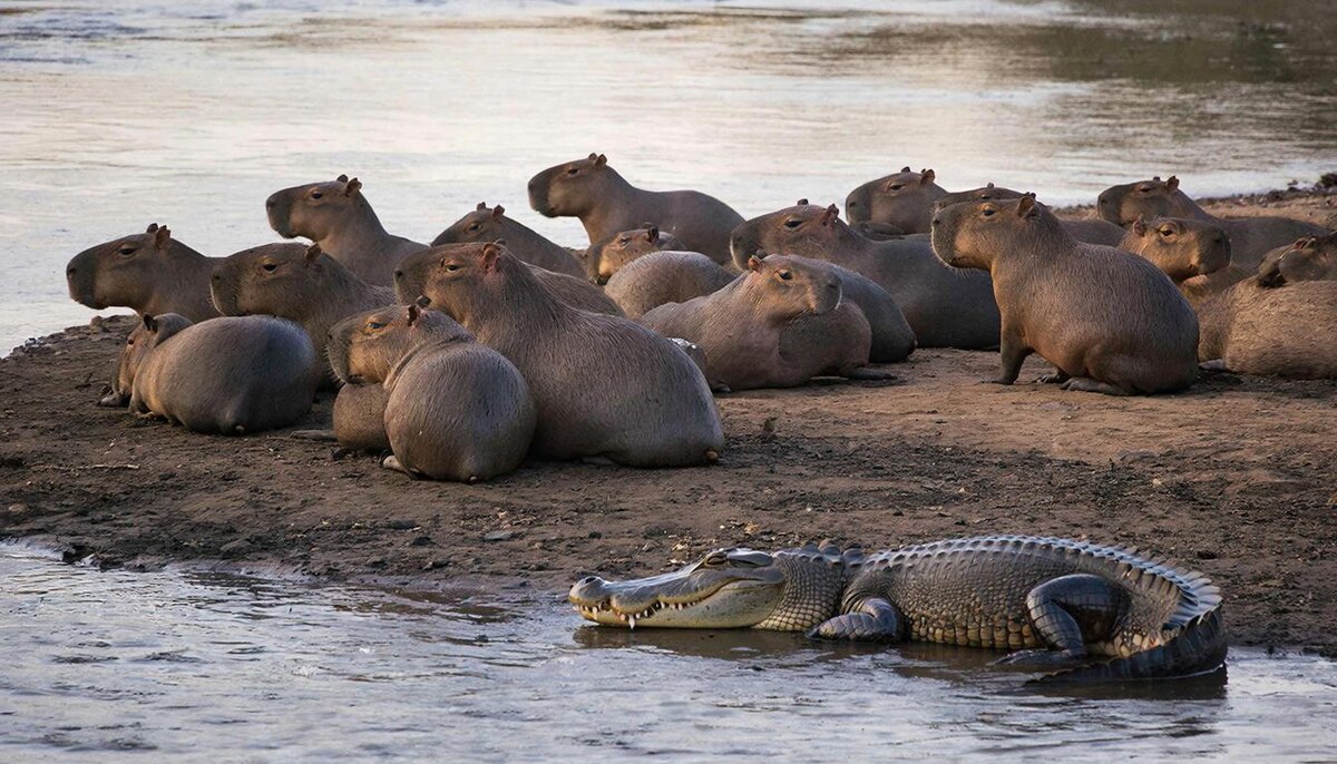 Двадцать пар глаз следят за горизонтом лучше, чем одна. Капибары живут группами до 30 особей, и пока сигнала тревоги нет – группа сохраняет олимпийское спокойствие. Соседство выгодно и крокодилу: можно дремать, полагаясь на «сигнализацию».