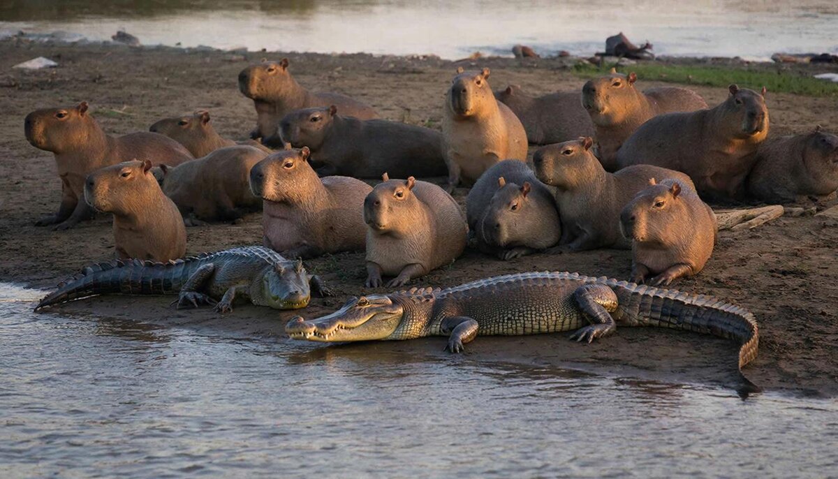 Двадцать пар глаз следят за горизонтом лучше, чем одна. Капибары живут группами до 30 особей, и пока сигнала тревоги нет – группа сохраняет олимпийское спокойствие. Соседство выгодно и крокодилу: можно дремать, полагаясь на «сигнализацию».