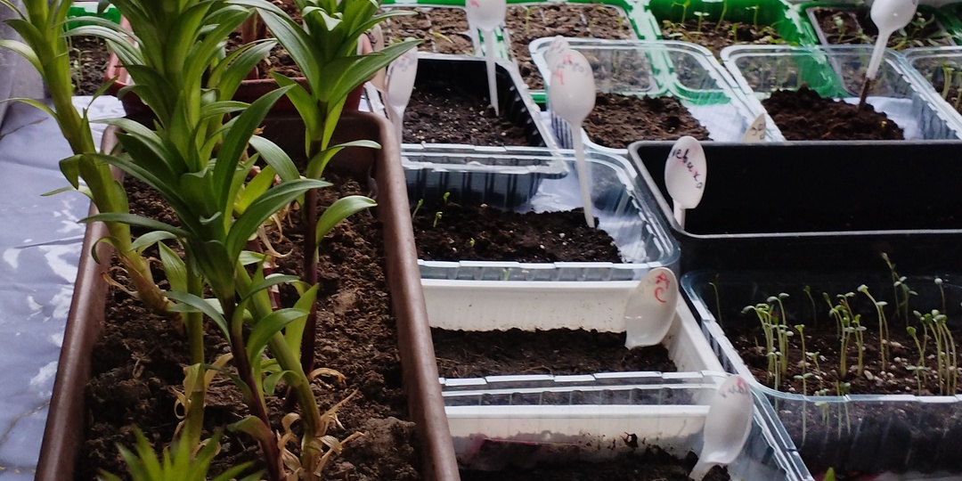 Лучшее место для выращивания рассады!