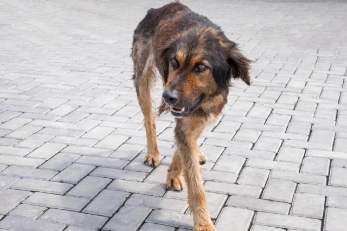    В воронежском ЖК отловили одну из напавших на девушку бездомных собак