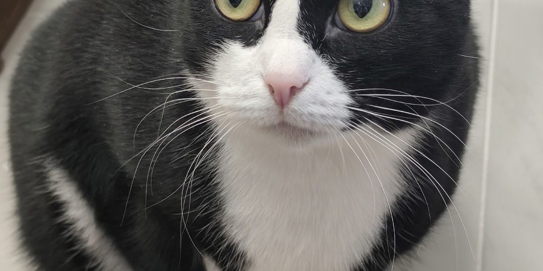 Добрых снов от котов 🐈 🐈‍⬛ 🌚 🌛