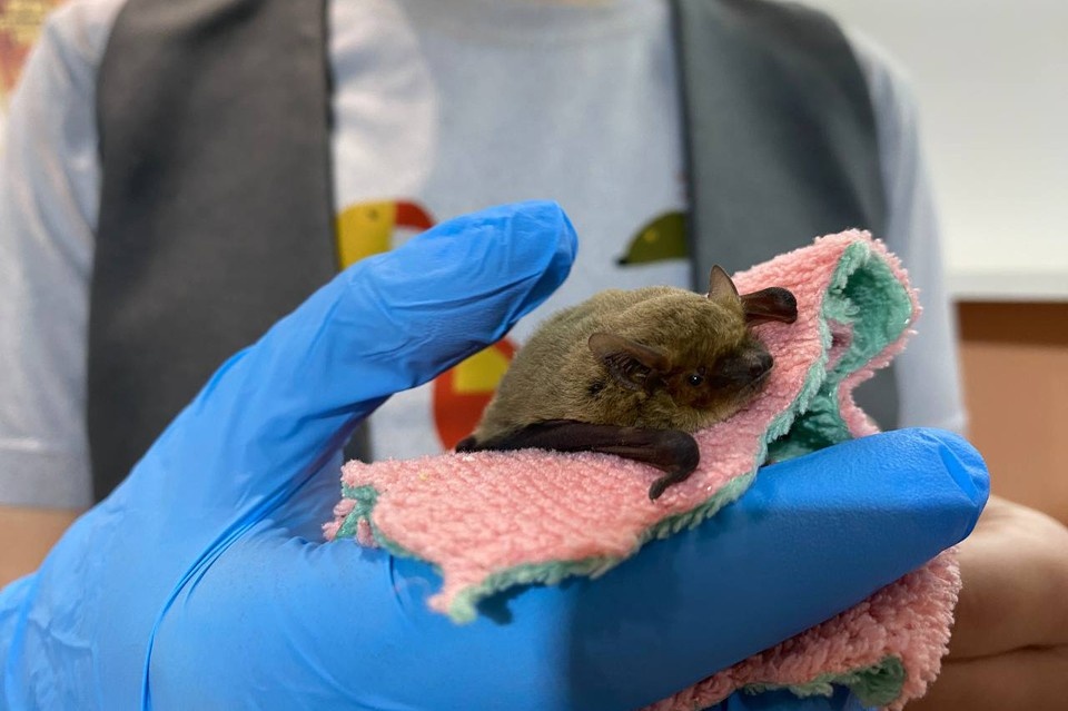 Нетопырь Куля — один из шести видов летучих мышей, которые успешно приспособились к жизни в городе. Фото: Наталья МАКАРОВА