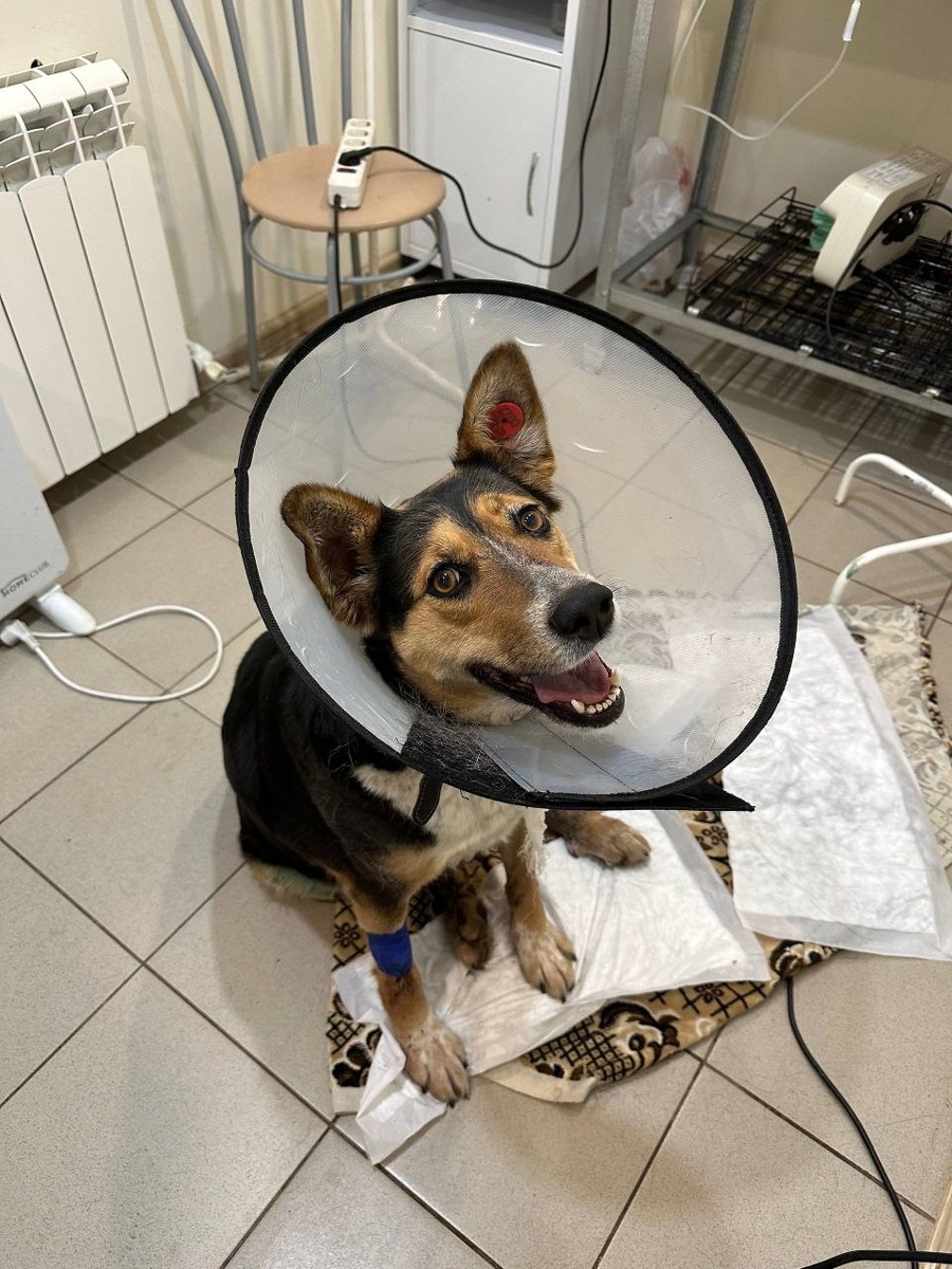 Первая подопечная