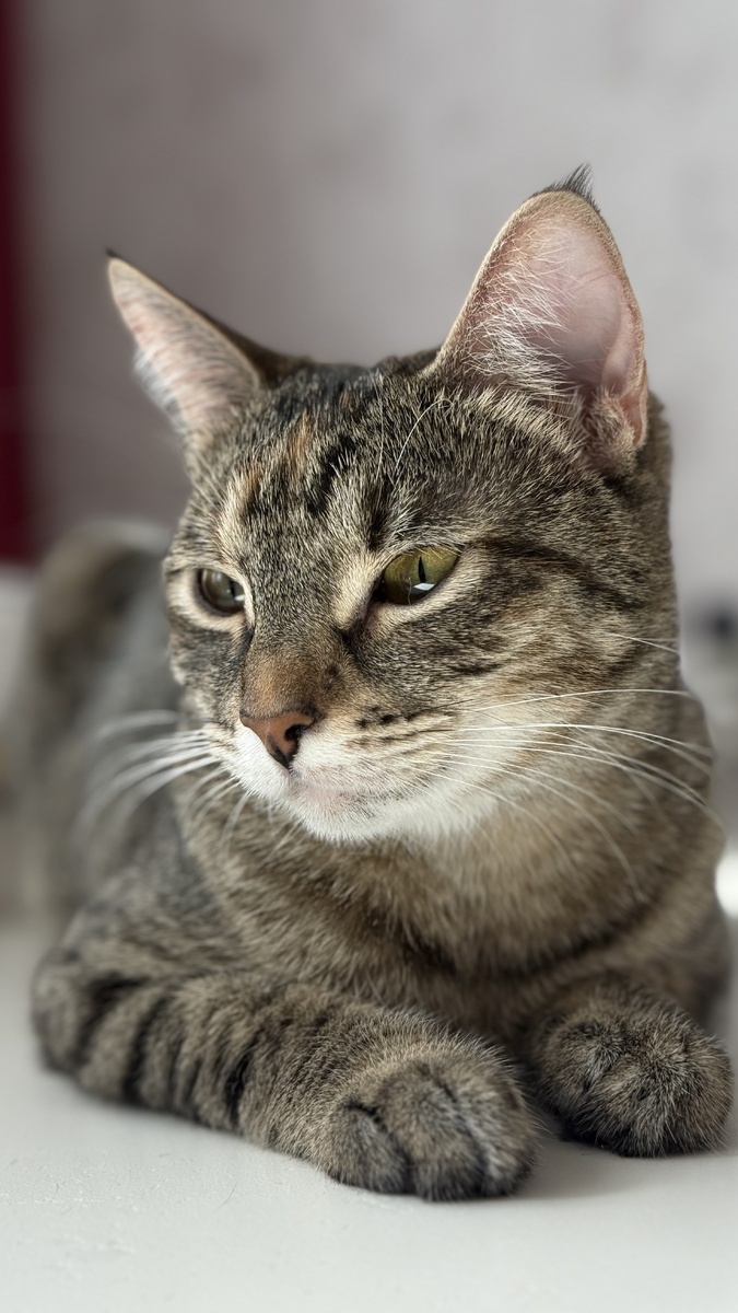 Лана на столе - любимое место