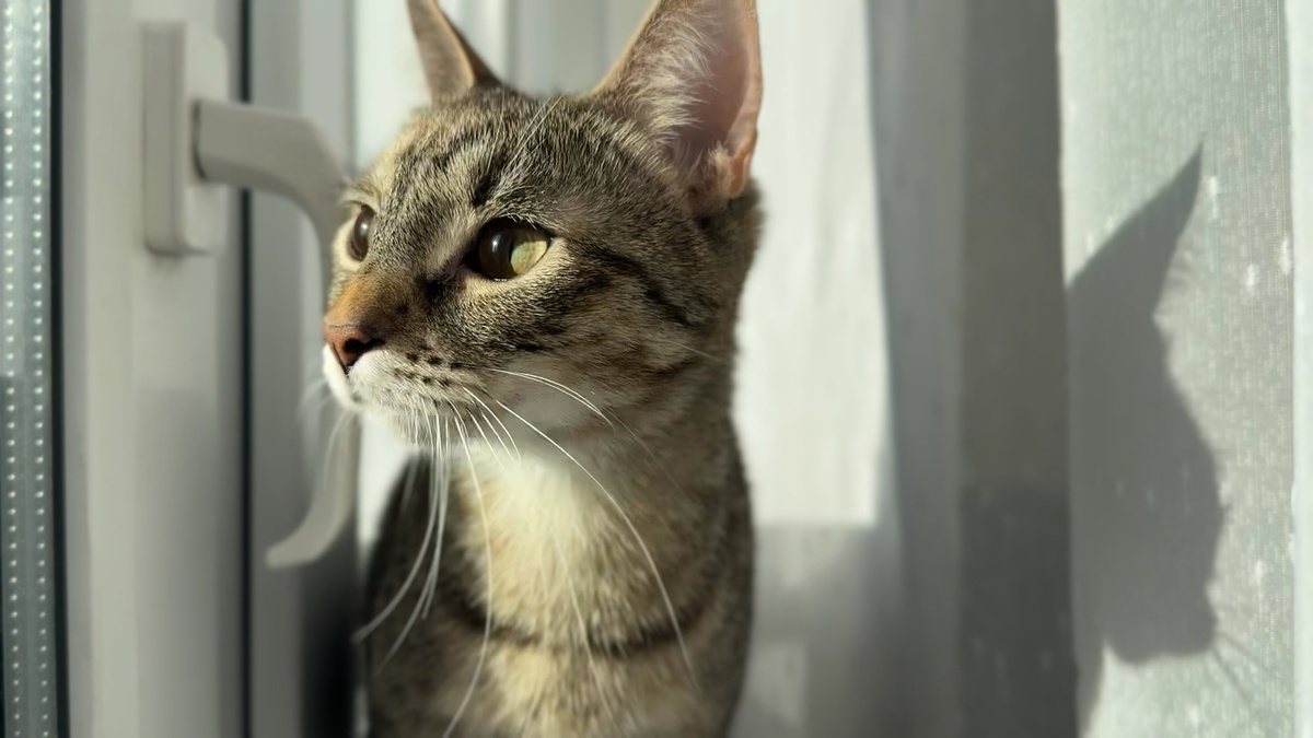 Лана на подоконнике