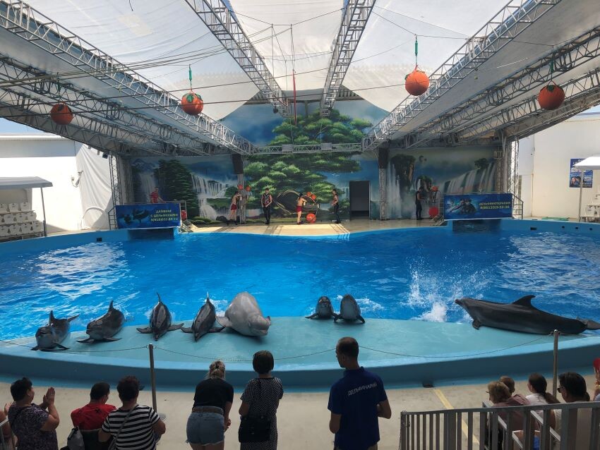 Шоу дельфинов. Листайте галерею.