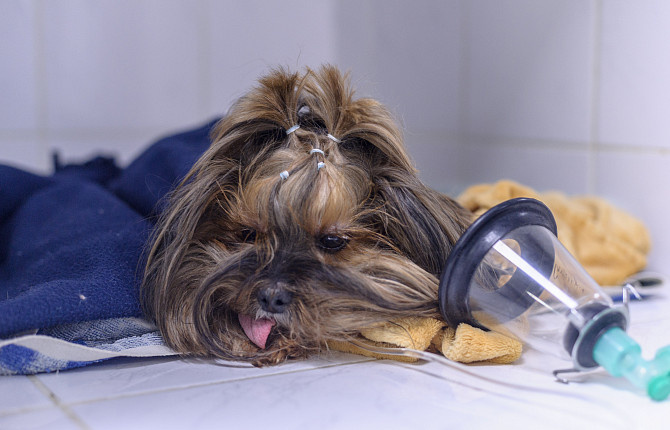 Переживать операции или исследования приходится почти каждому животному