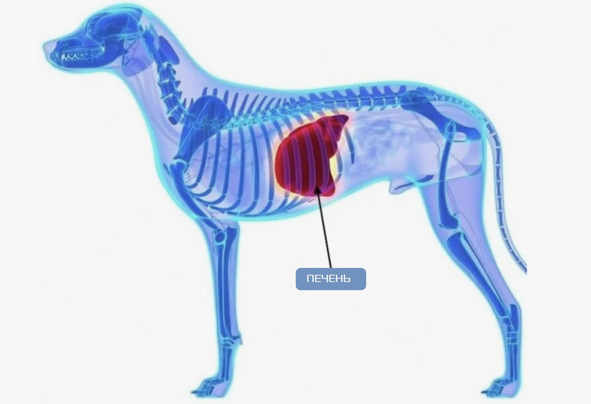Печень — главный орган обезвреживания многих лекарственных препаратов