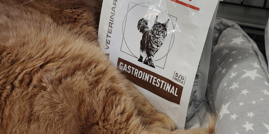 Кошка Зефирка ищет дом 🏠