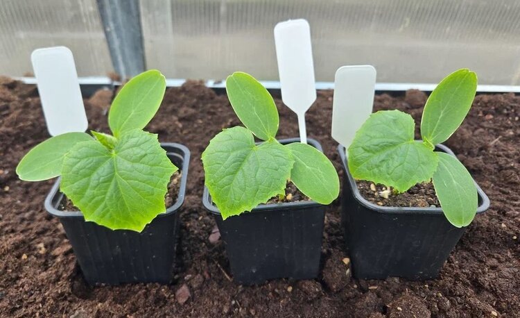    Фото: Лукьянов Дмитрий, AgroXXI.ru