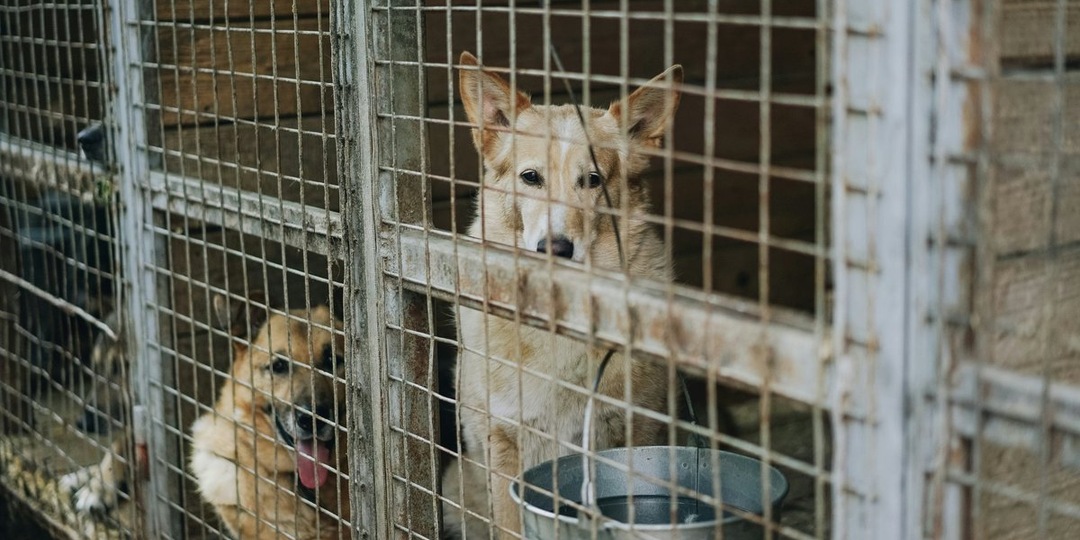 Просто развернулся и ушел: в Ноябрьске бросили двух собак у ворот приюта