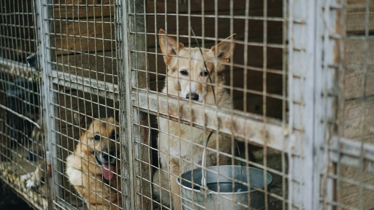    Преданность собак часто остается без ответа со стороны человека