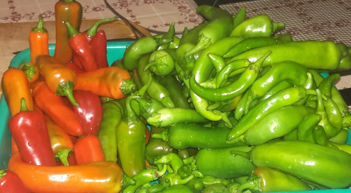 10.09.21 Перец острый