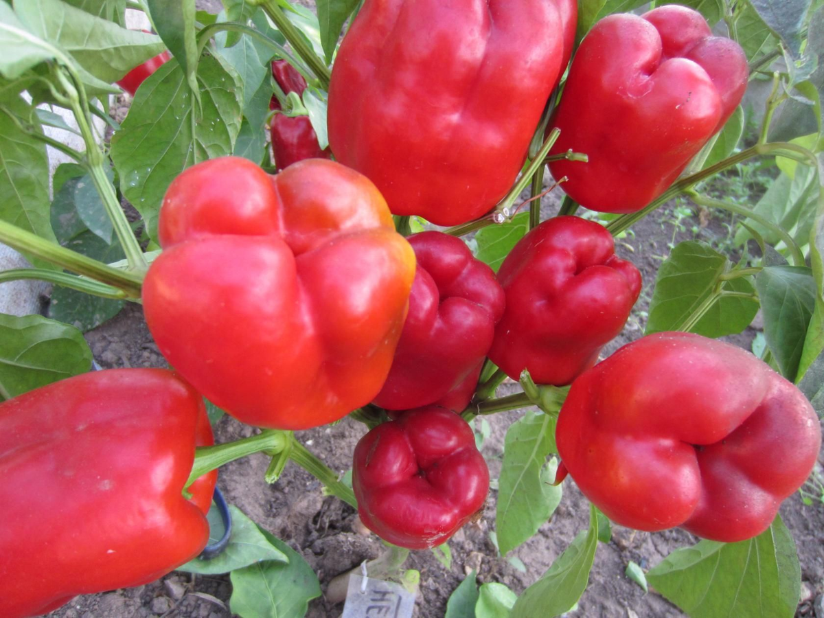 фото из сети