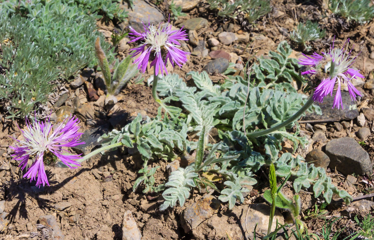 Псефеллюс (из оькрытых источников)