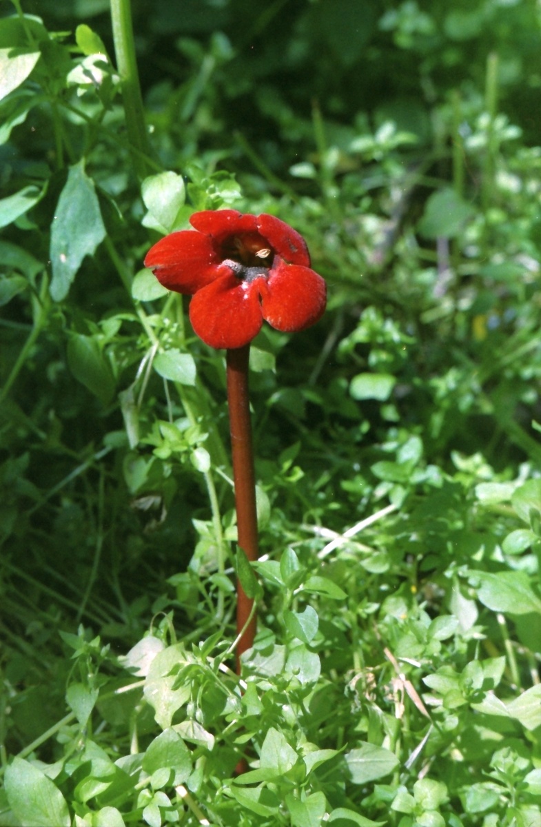 Лето 1986 года. Хребет у слияния рек Худес и Кубань.