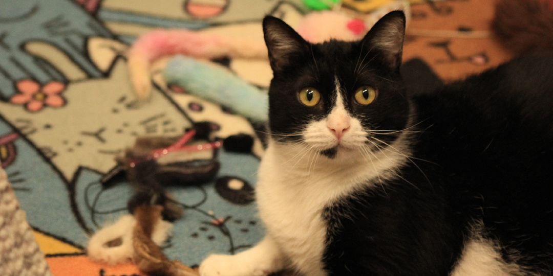 Возьми друга из приюта 🐈‍⬛🐈🐾