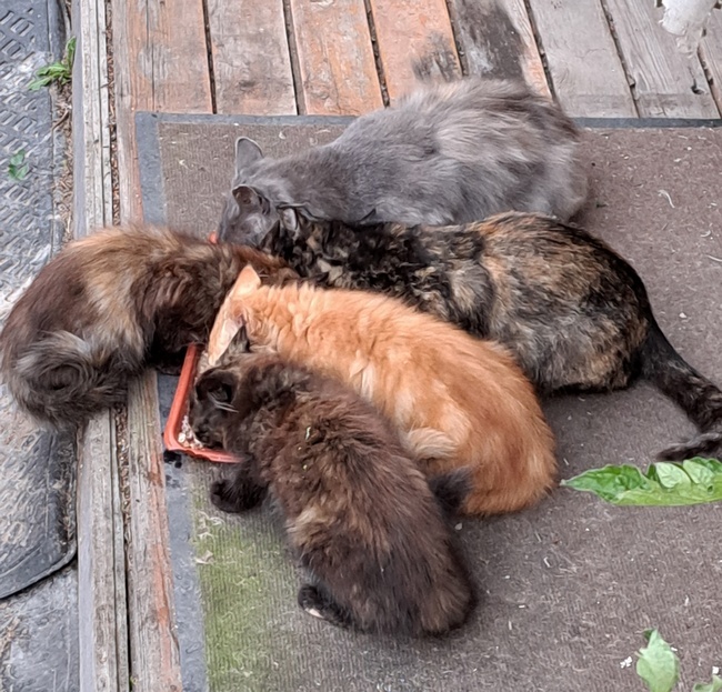 Котов много не бывает!