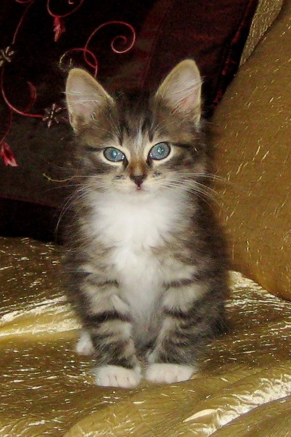 Шумка 1,5 месяца