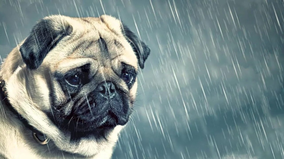 Примерно так живёт большая часть населения((