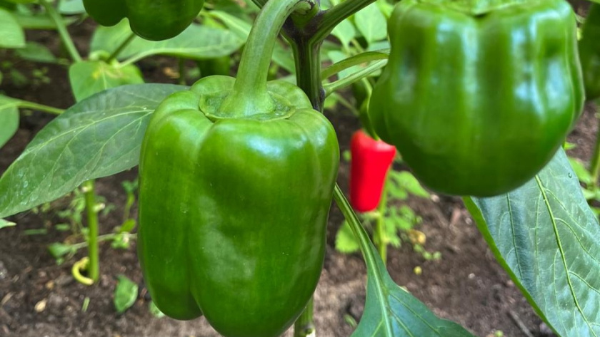    фото smilekaluga.ru